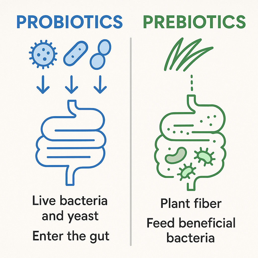 Side-by-side comparison infographic of probiotics (live organisms entering gut) versus prebiotics (fiber feeding existing bacteria)
